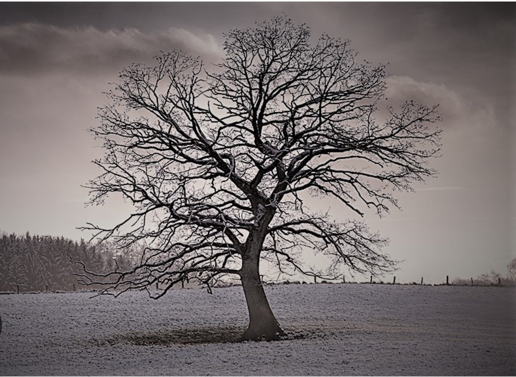 Top Nasal Moisturizers for Allergy Relief in 2026